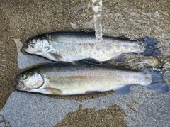 ニジマスの釣果