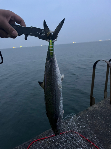 サゴシの釣果