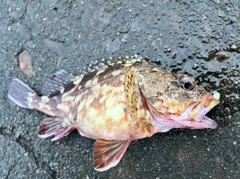 カサゴの釣果