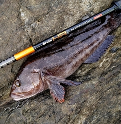 アイナメの釣果