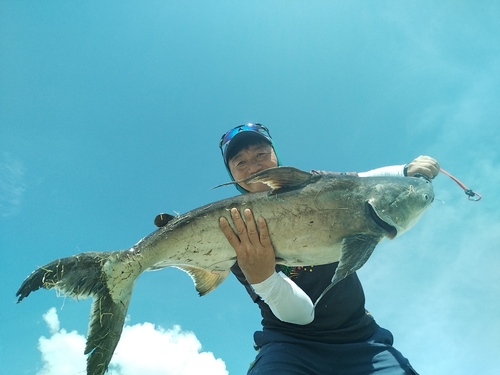 ナマズの釣果