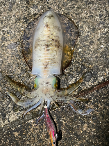 アオリイカの釣果