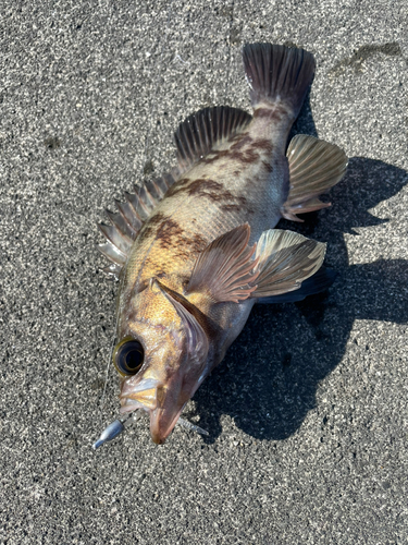 メバルの釣果