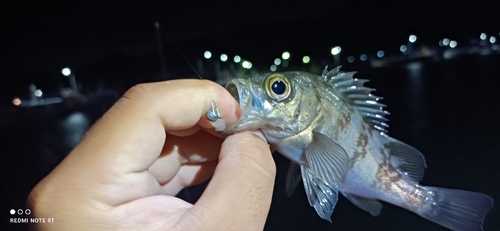 クロメバルの釣果