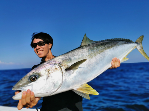 ヒラマサの釣果