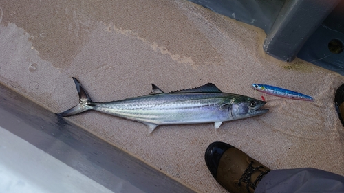 サゴシの釣果