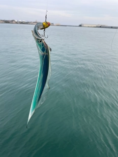 タチウオの釣果