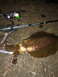 アオリイカの釣果
