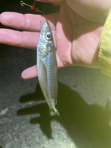 キスの釣果