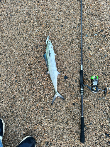 サゴシの釣果