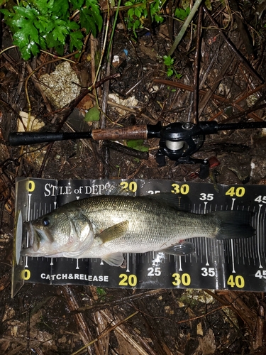 ブラックバスの釣果