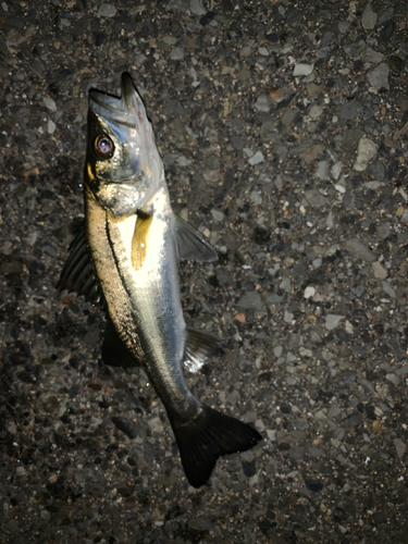 セイゴ（マルスズキ）の釣果