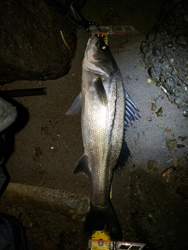 シーバスの釣果