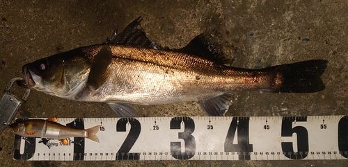 シーバスの釣果