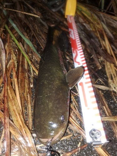 ナマズの釣果