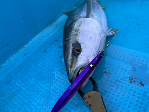 ワラサの釣果