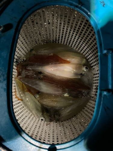 ヤリイカの釣果