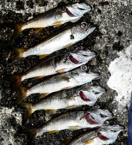 クロムツの釣果