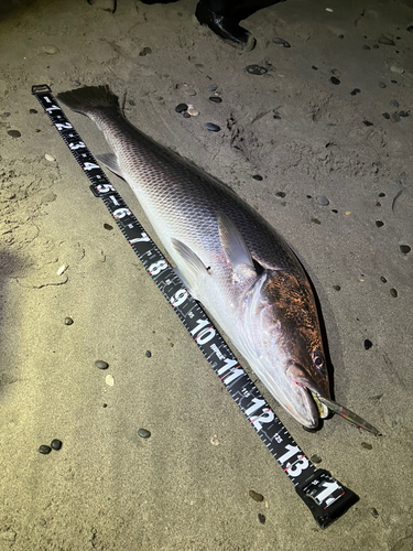 オオニベの釣果