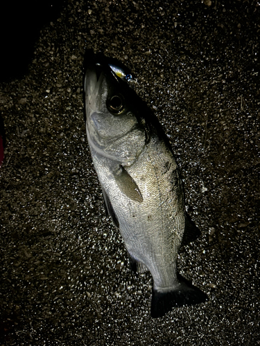 マアジの釣果