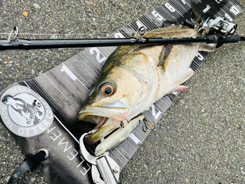 シーバスの釣果