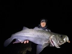 ヒラスズキの釣果