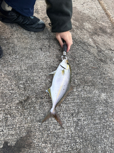 ツバスの釣果