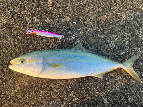 ワカシの釣果