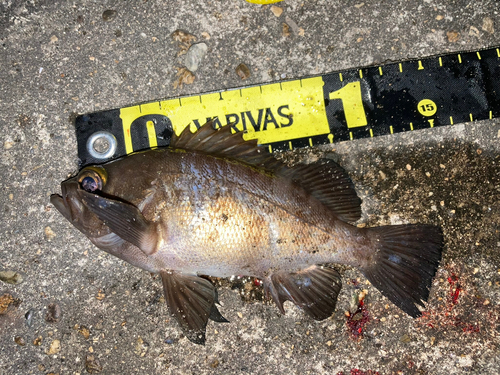 シロメバルの釣果