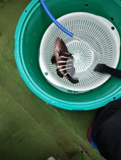 マハタの釣果