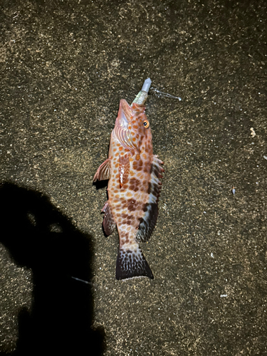 マハタの釣果