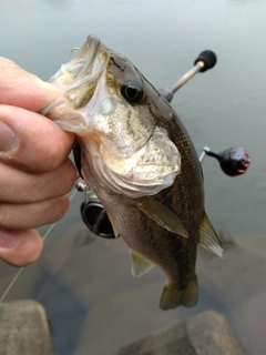 ラージマウスバスの釣果