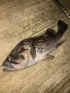 ソイの釣果