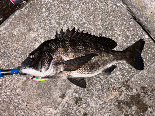 クロダイの釣果