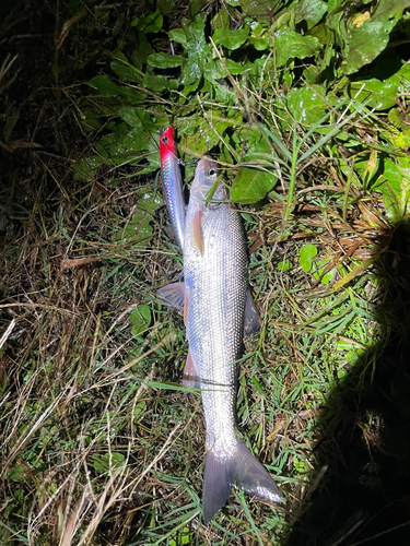 ウグイの釣果