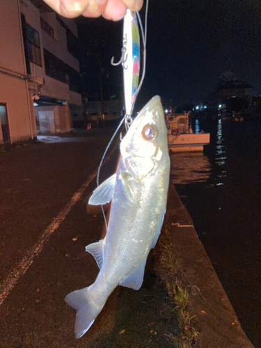 セイゴ（マルスズキ）の釣果