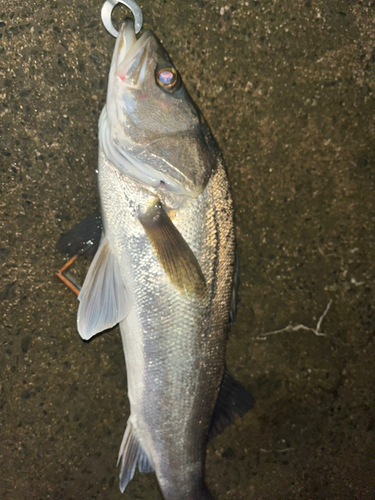 スズキの釣果