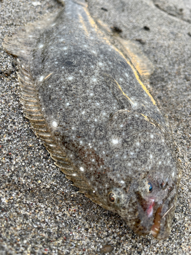 ヒラメの釣果