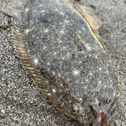 リスくりたぬきの釣果