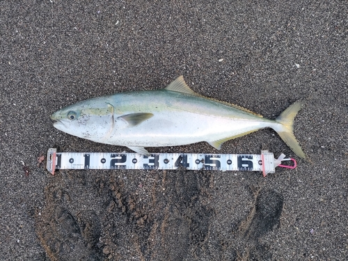 ワラサの釣果