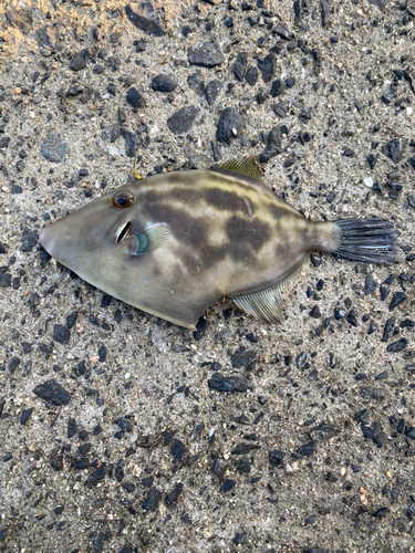 ウマヅラハギの釣果