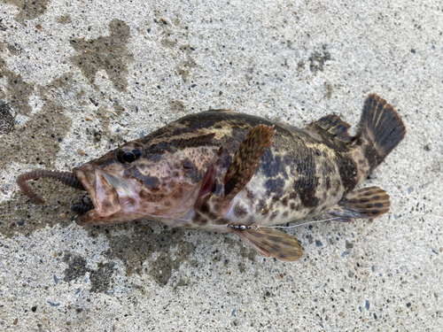 ベッコウゾイの釣果