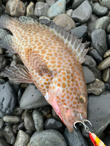 オオモンハタの釣果