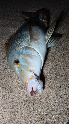 タマンの釣果