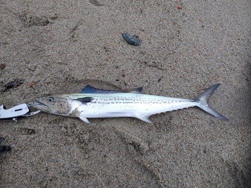 サゴシの釣果