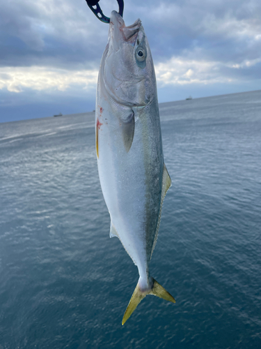 イナダの釣果