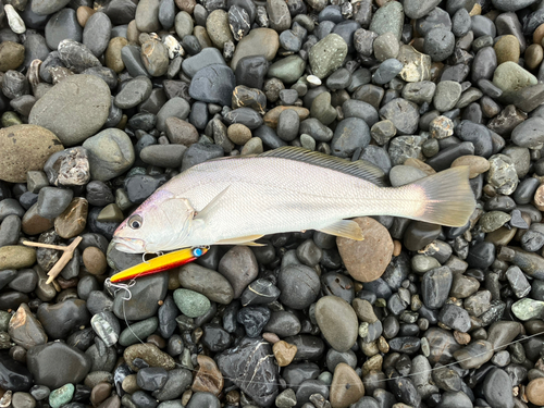 ニベの釣果