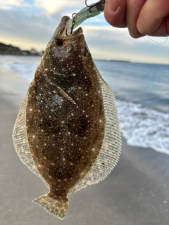 ソゲの釣果