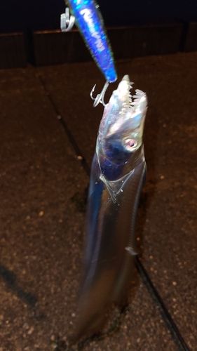 タチウオの釣果