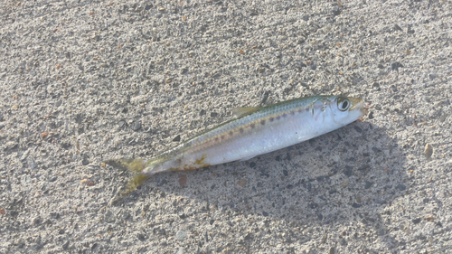 イワシの釣果